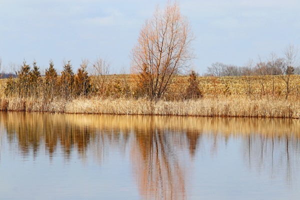 Golden Highlights by Deb Oppermann